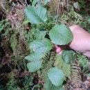 Alnus lusitanica Vít, Douda & MandákAlnus lusitanica Vít, Douda & Mandák