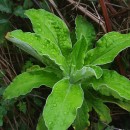 Helichrysum foetidum (L.) Cass.Helichrysum foetidum (L.) Cass.