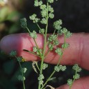 Chenopodium album L.Chenopodium album L.