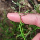 Poa annua L.Poa annua L.