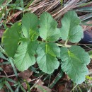 Heracleum sphondylium L. subsp. sphondyliumHeracleum sphondylium L. subsp. sphondylium