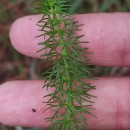 Trocdaris verticillatum (L.) Raf.Trocdaris verticillatum (L.) Raf.