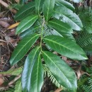 Prunus laurocerasus L.Prunus laurocerasus L.