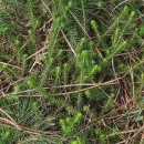 Thymelaea coridifolia (Lam.) Endl. subsp. coridifoliaThymelaea coridifolia (Lam.) Endl. subsp. coridifolia