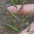 Brachypodium pinnatum (L.) Beauv.Brachypodium pinnatum (L.) Beauv.