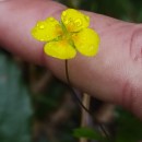 Potentilla erecta (L.) Raeusch.Potentilla erecta (L.) Raeusch.