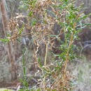 Genista tridentata L. subsp. cantabrica (Spach) NymanGenista tridentata L. subsp. cantabrica (Spach) Nyman