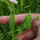 Ornithopus sativus Brot.Ornithopus sativus Brot.