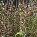 Sonchus asper (L.) HillSonchus asper (L.) Hill