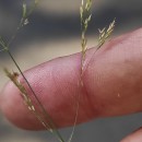 Agrostis canina L.Agrostis canina L.