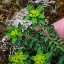 Euphorbia flavicoma DC. subsp. occidentalis M. LaínzEuphorbia flavicoma DC. subsp. occidentalis M. Laínz