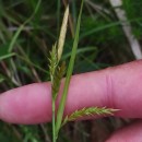 Carex sylvatica  Huds.Carex sylvatica  Huds.