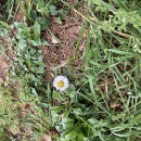 Bellis perennis L.Bellis perennis L.