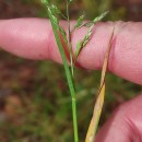 Poa annua L.Poa annua L.