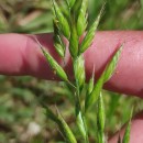 Bromus hordeaceus  L.Bromus hordeaceus  L.