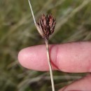 Schoenus nigricans L.Schoenus nigricans L.