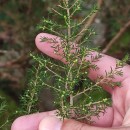 Erica arborea L.Erica arborea L.