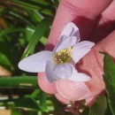 Anemone nemorosa L.Anemone nemorosa L.