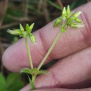 Cerastium glomeratum Thuill.Cerastium glomeratum Thuill.