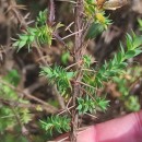 Genista berberidea LangeGenista berberidea Lange