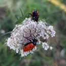 Mylabris quadripunctata (Linnaeus, 1767)Mylabris quadripunctata (Linnaeus, 1767)