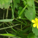 Ranunculus flammula L.Ranunculus flammula L.