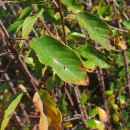 Frangula alnus Mill.Frangula alnus Mill.