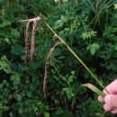 Carex pendula Huds.Carex pendula Huds.