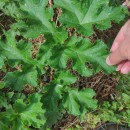 Heracleum sphondylium L. subsp. sphondyliumHeracleum sphondylium L. subsp. sphondylium
