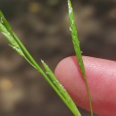 Glyceria fluitans (L.) R. Br.Glyceria fluitans (L.) R. Br.