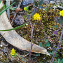Trifolium campestre Schreb.Trifolium campestre Schreb.