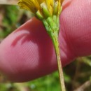 Leontodon saxatilis Lam.Leontodon saxatilis Lam.