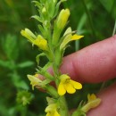 Parentucellia viscosa (L.) CaruelParentucellia viscosa (L.) Caruel