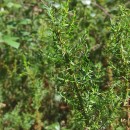 Genista berberidea LangeGenista berberidea Lange