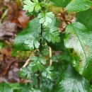 Crataegus monogyna Jacq.Crataegus monogyna Jacq.