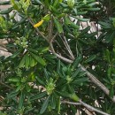 Pittosporum tobira (Thunb.) W.T. AitonPittosporum tobira (Thunb.) W.T. Aiton