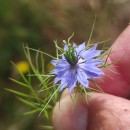Nigella damascena L.Nigella damascena L.