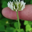 Trifolium repens L.Trifolium repens L.