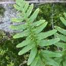 Polypodium interjectum ShivasPolypodium interjectum Shivas