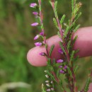 Calluna vulgaris (L.) HullCalluna vulgaris (L.) Hull
