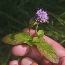 Mentha aquatica L.Mentha aquatica L.