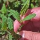 Cistus inflatus Pourr. ex DemolyCistus inflatus Pourr. ex Demoly