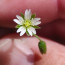 Cerastium fontanum Baumg. subsp. vulgare (Hartm.) Greuter & BurdetCerastium fontanum Baumg. subsp. vulgare (Hartm.) Greuter & Burdet