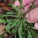 Rumex acetosella  L.Rumex acetosella  L.