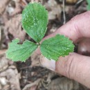 Potentilla sterilis (L.) GarckePotentilla sterilis (L.) Garcke