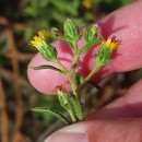 Dittrichia graveolens (L.) Desf.Dittrichia graveolens (L.) Desf.