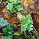 Oxalis acetosella L.Oxalis acetosella L.