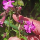 Silene dioica (L.) Clairv.Silene dioica (L.) Clairv.