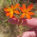 Crocosmia × crocosmiiflora (Lemoine) N.E.Br.Crocosmia × crocosmiiflora (Lemoine) N.E.Br.