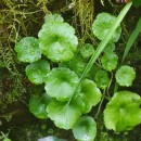 Umbilicus rupestris (Salisb.) DandyUmbilicus rupestris (Salisb.) Dandy